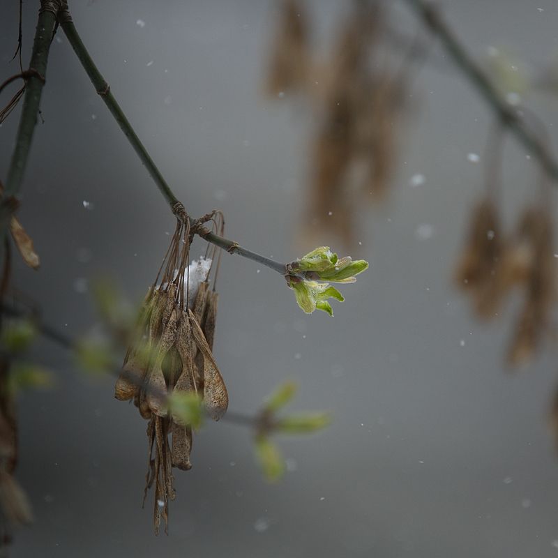 апрель, весна, погода, сезоны, снег, листья Апрель. 3 в 1 фото превью