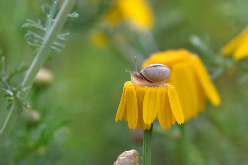 *Одна коротенькая жизнь... фото превью