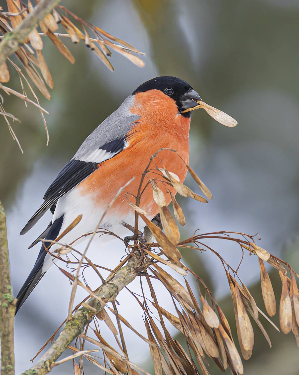 снегирь, Руслан Pl