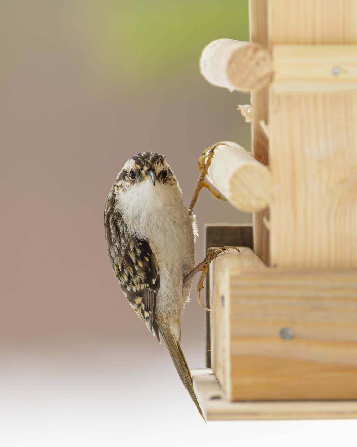 пищуха, Руслан Pl