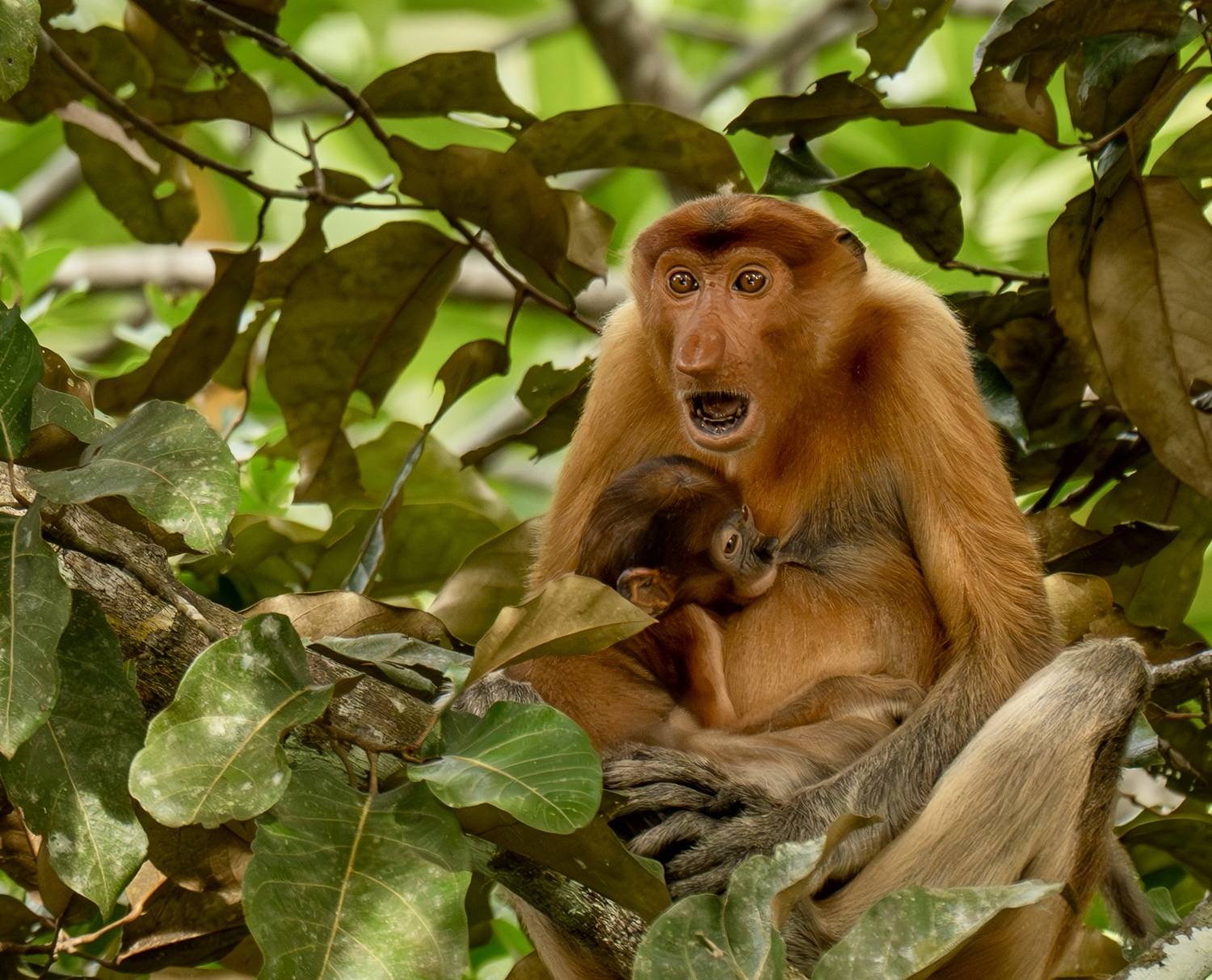, Владимир Цветов