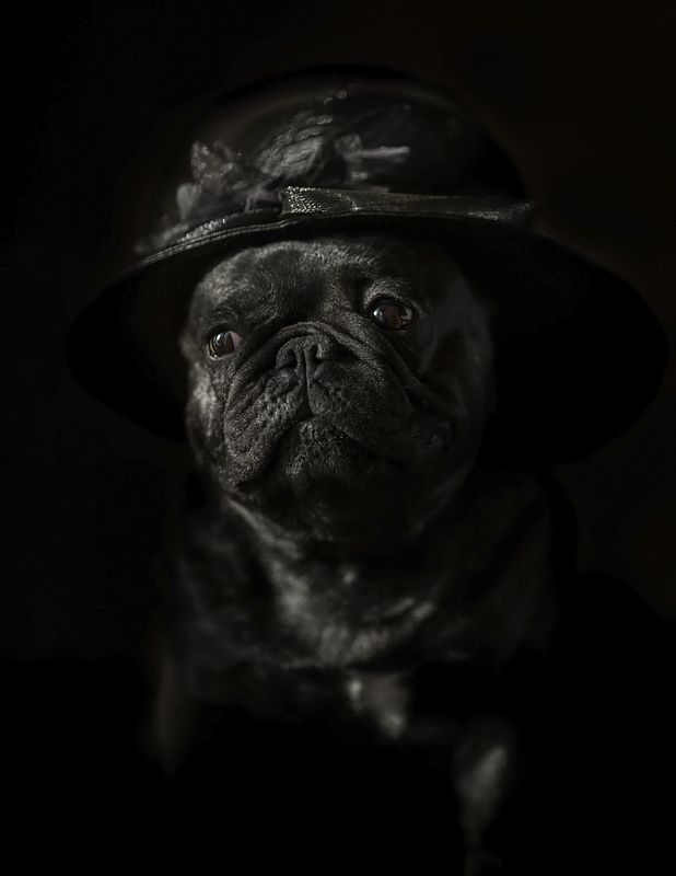 Мои  любимые бульдожки фото превью