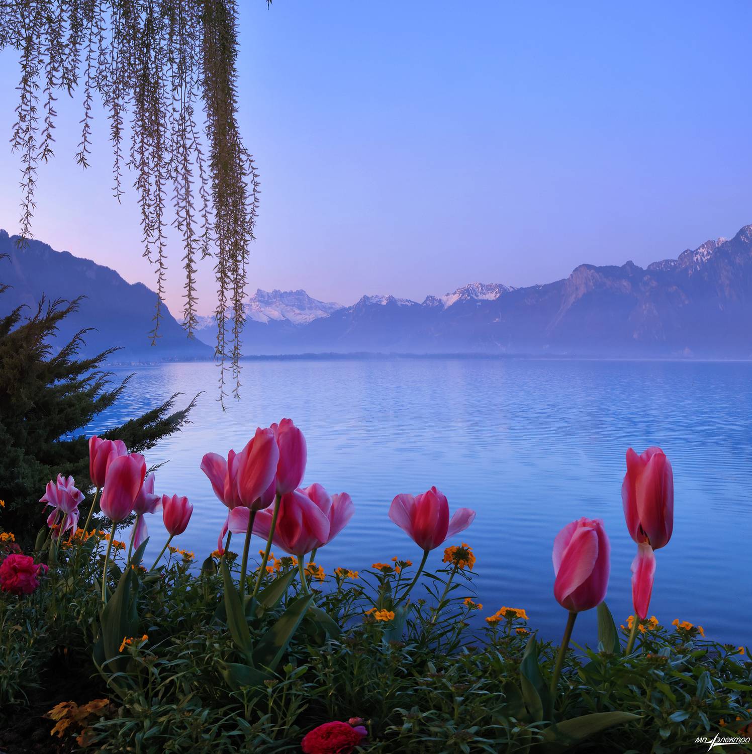 swiss, Матвеев Николай