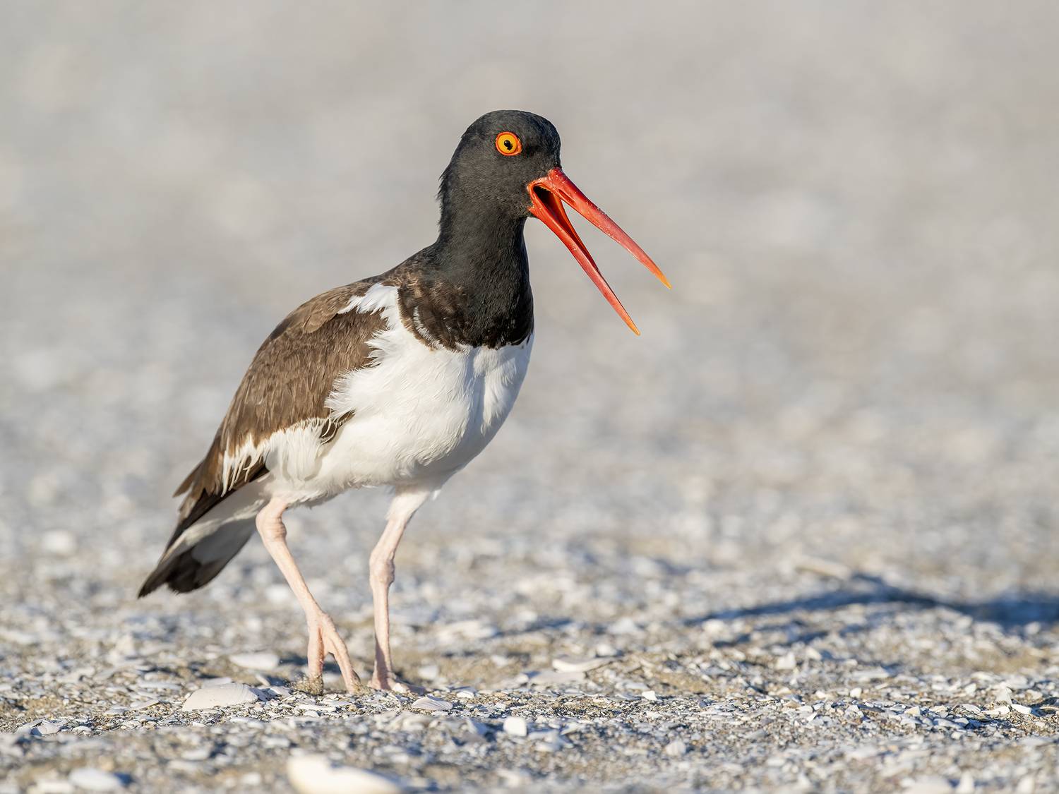 , Fernando Burgalin Sequeira