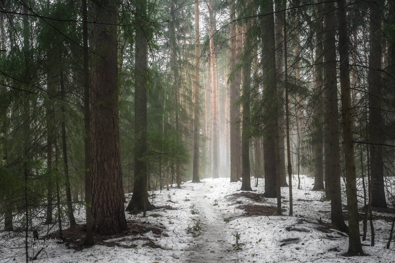 лес, весна, дождь, Соколова Елена