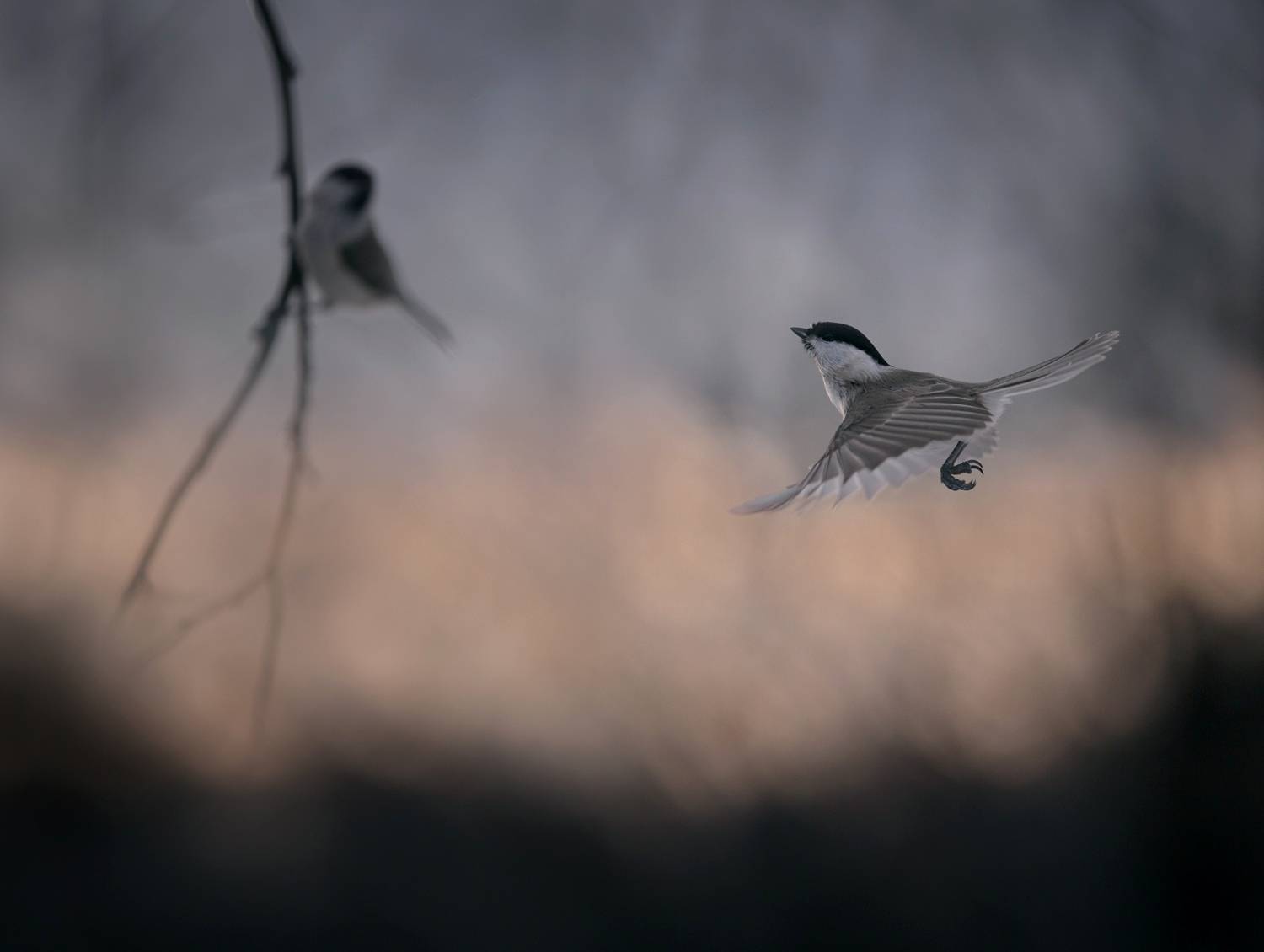 лес, свет, утро, природа, синица, птицы, Баранов Олег