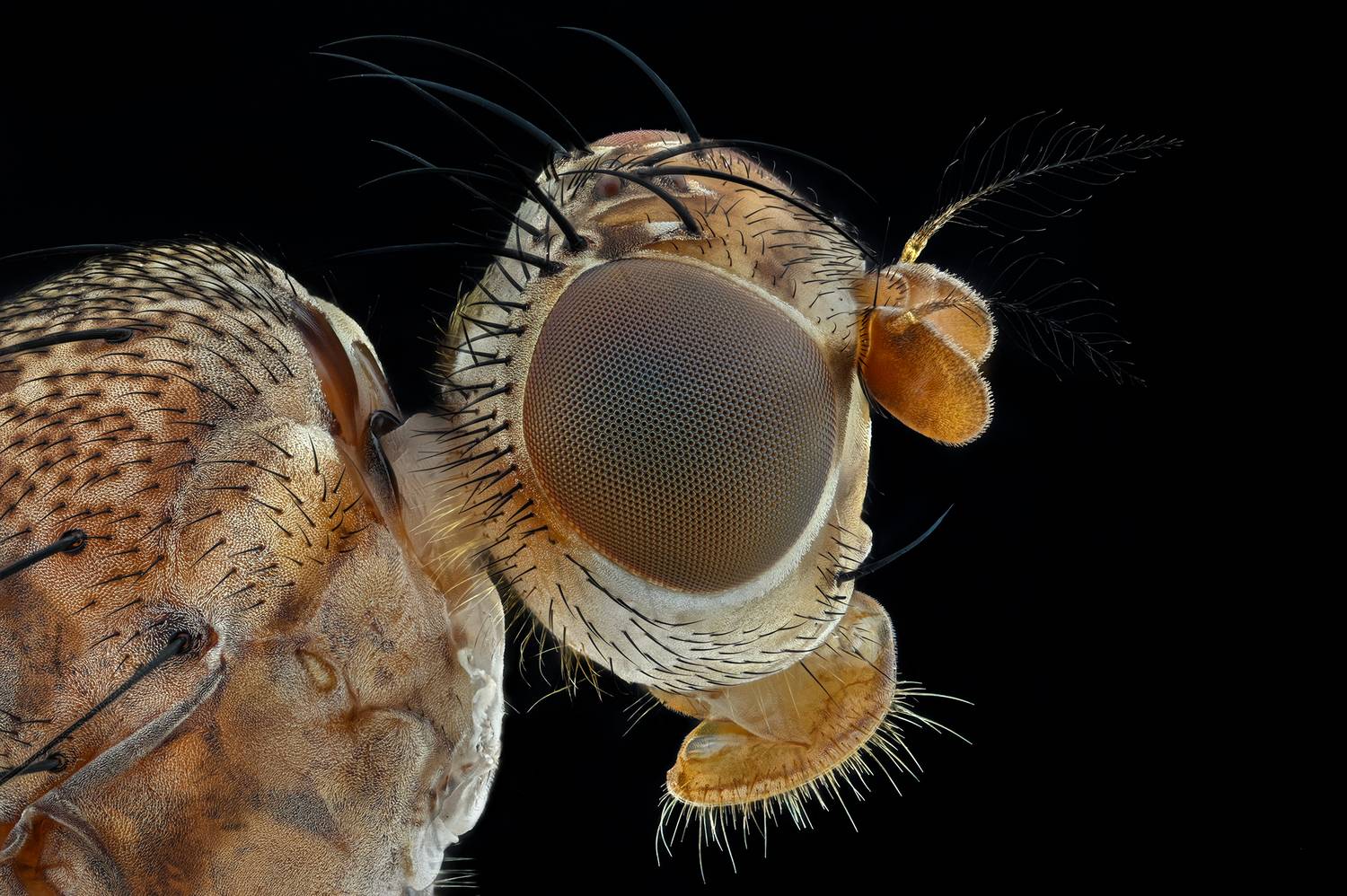 ceclii, macro, Ganev Tsvetan