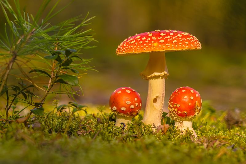 .... фото превью