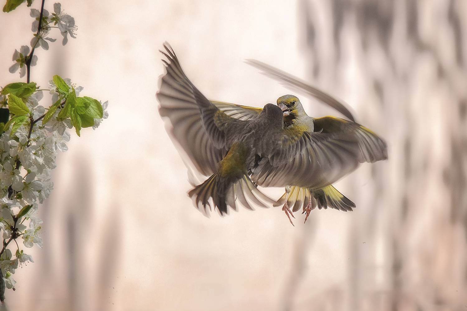 , Natalia Bolotenkova