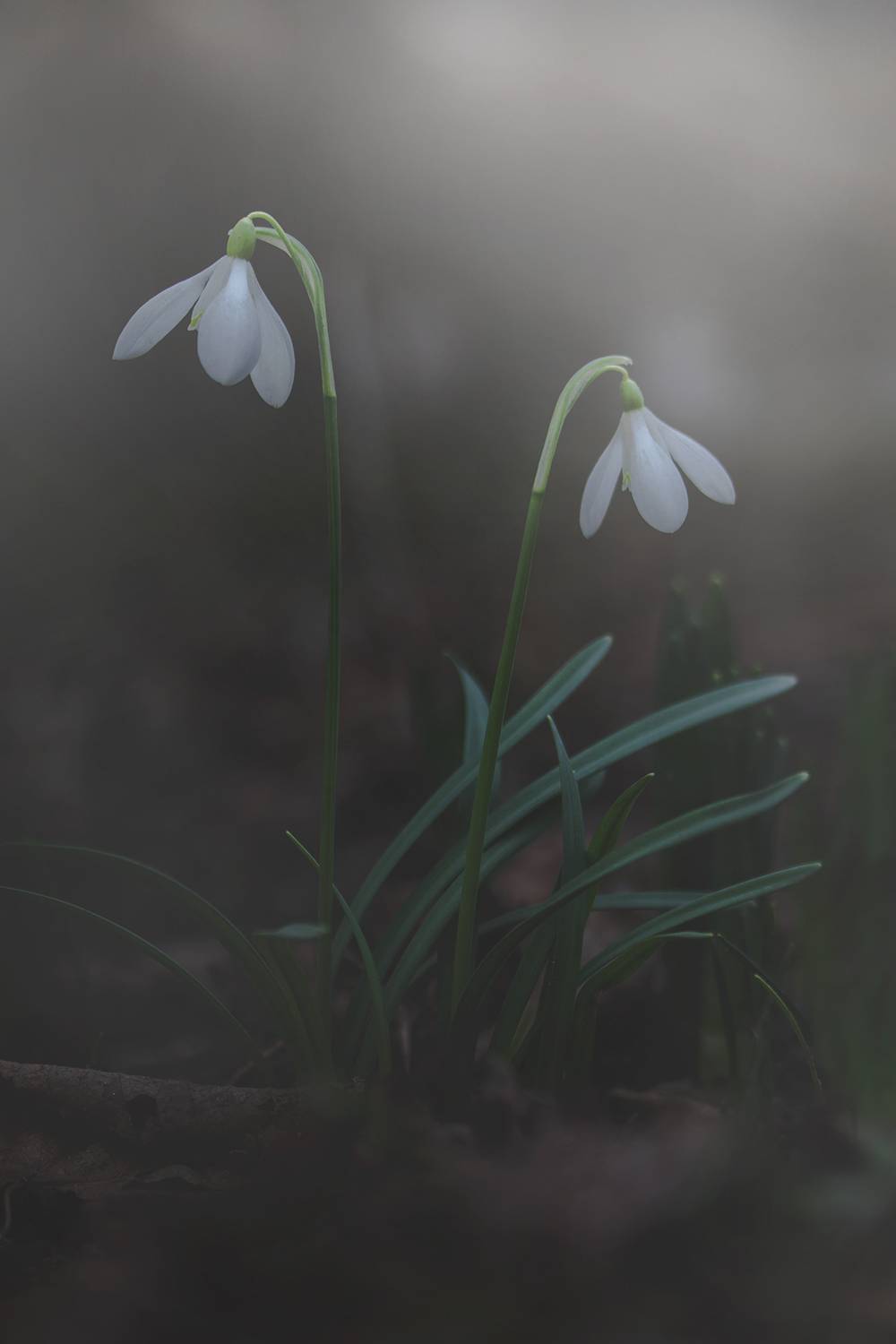 , Елена Рубинская