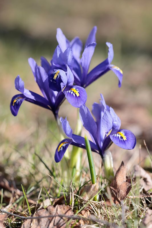 Иридодиктум сетчатый фото превью