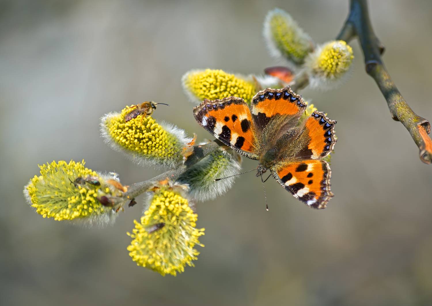 насекомые, бабочка, нимфадида, крапивница, пчела, верба, весна, апрель, Борис Новиков