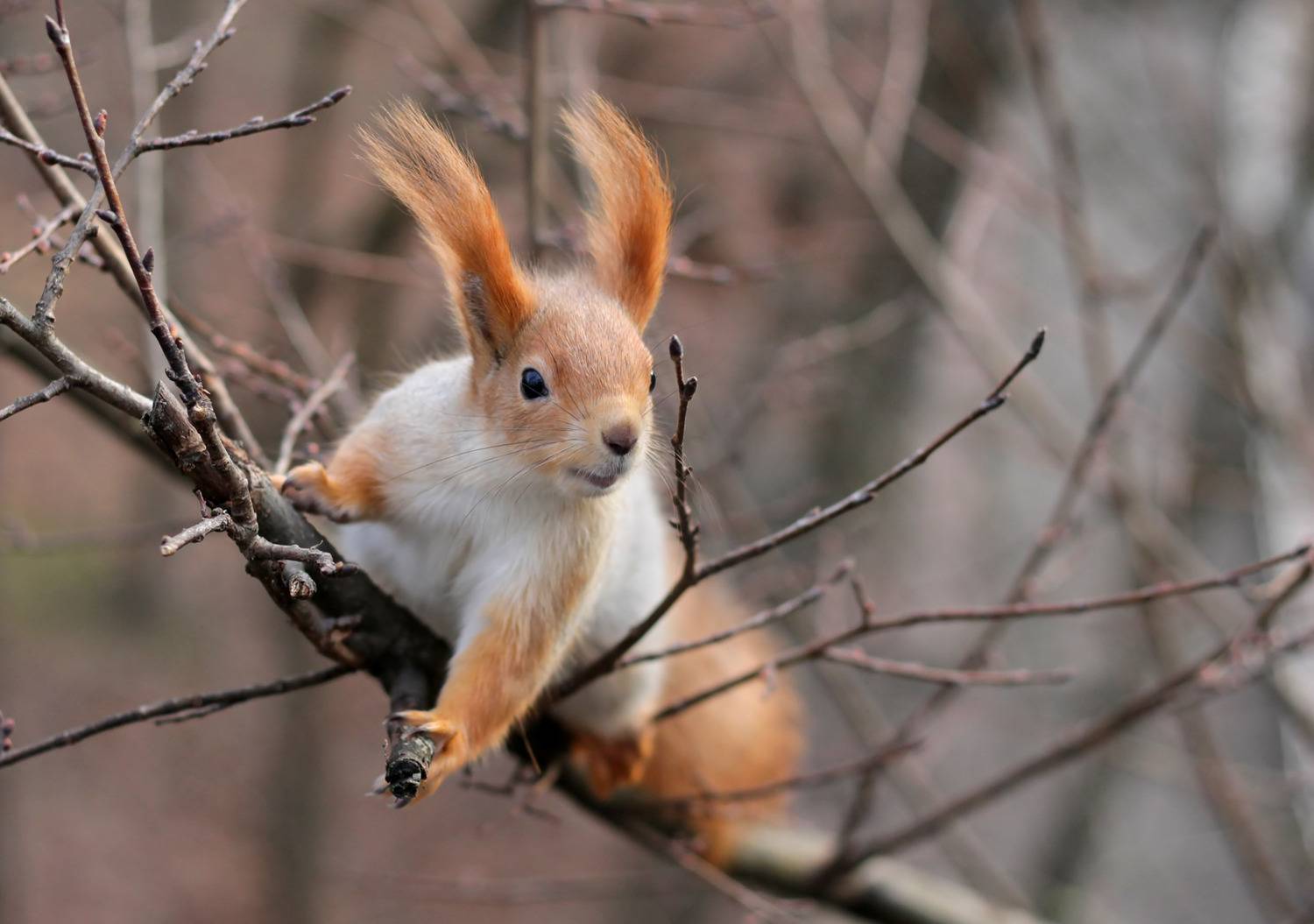 Белка, Чепленко Алексей