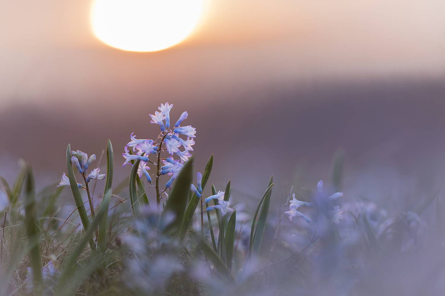 , Илья Михеев