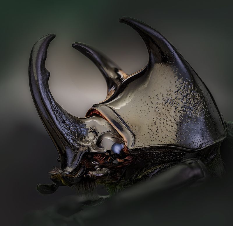 coleoptera, scarabaeidae, dynastinae, chalcosoma caucasus Рогатый фото превью