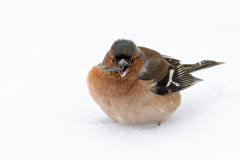 Зяблик Дядя, огоньку не найдется? фото превью