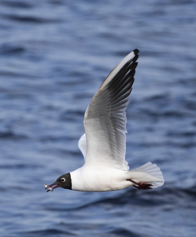 Озерная чайка фото превью