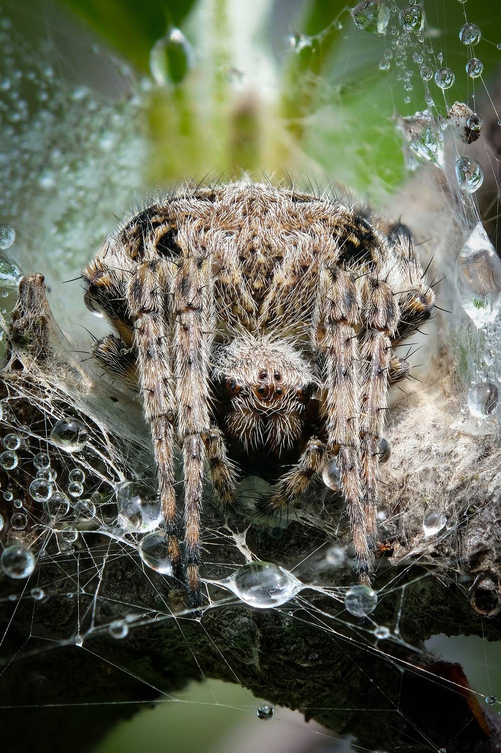 , Васильев Роман
