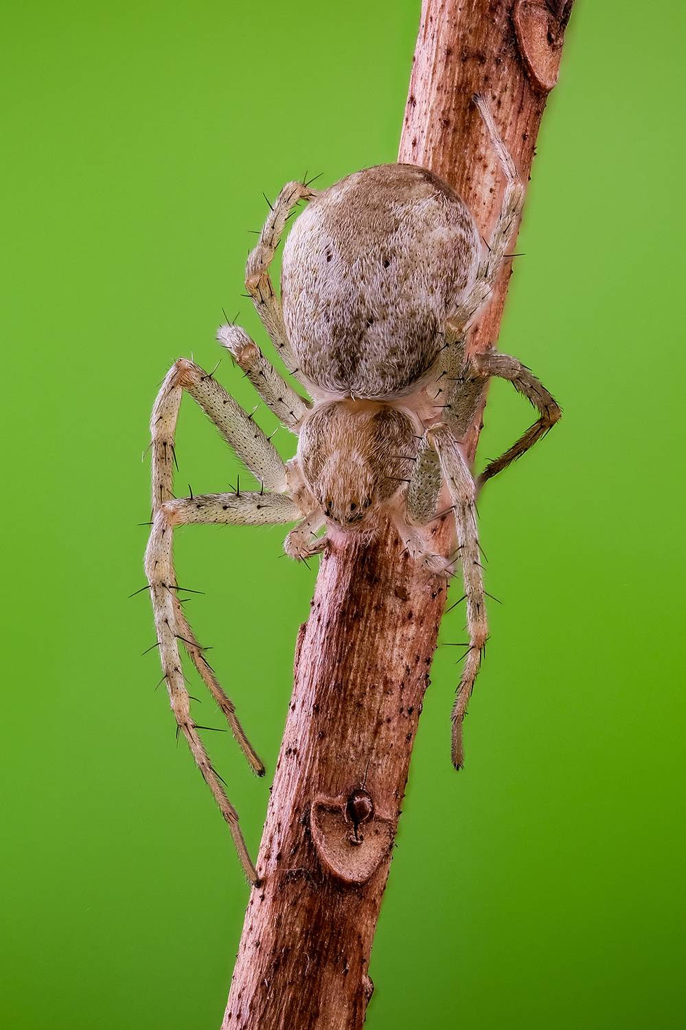 , Васильев Роман