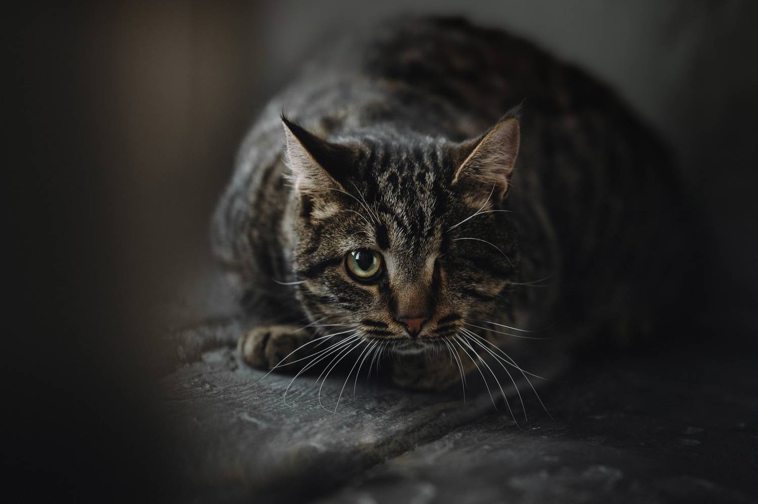 , Мороз Ирина