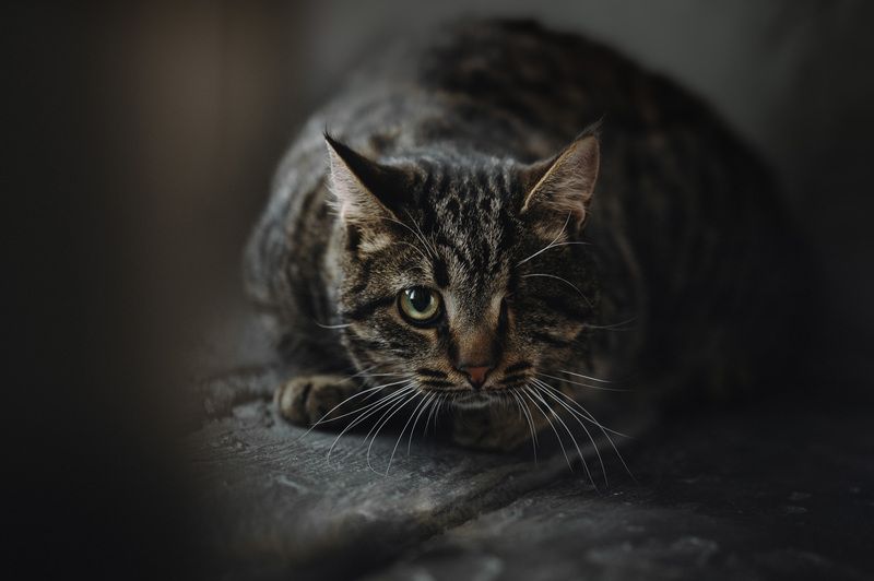 Кот фото превью