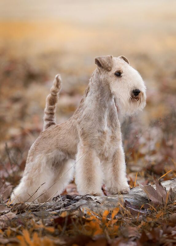Valentina фото превью