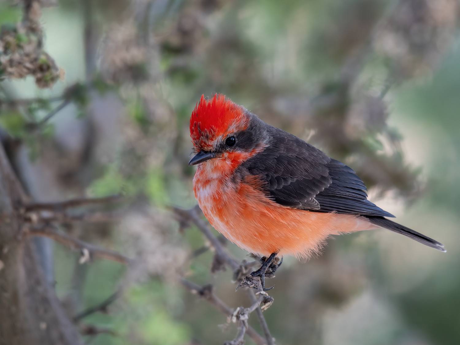, Fernando Burgalin Sequeira