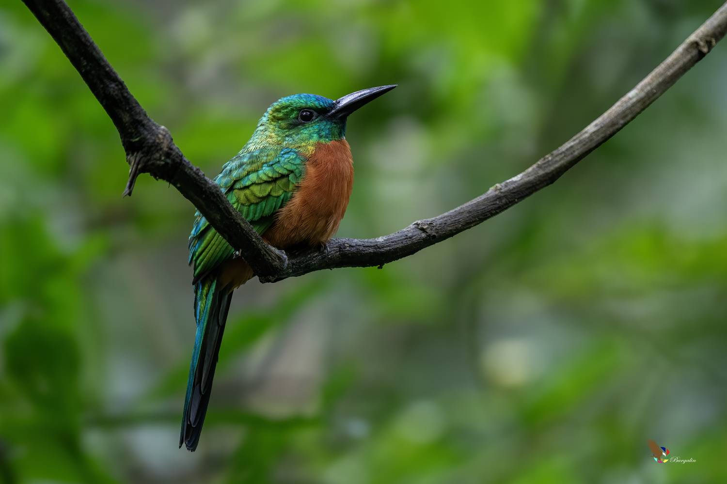 , Fernando Burgalin Sequeira