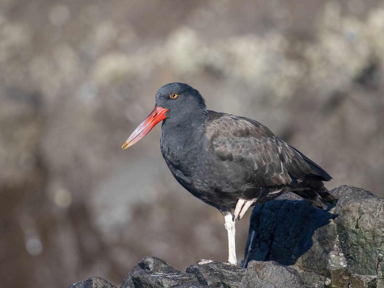 , Fernando Burgalin Sequeira