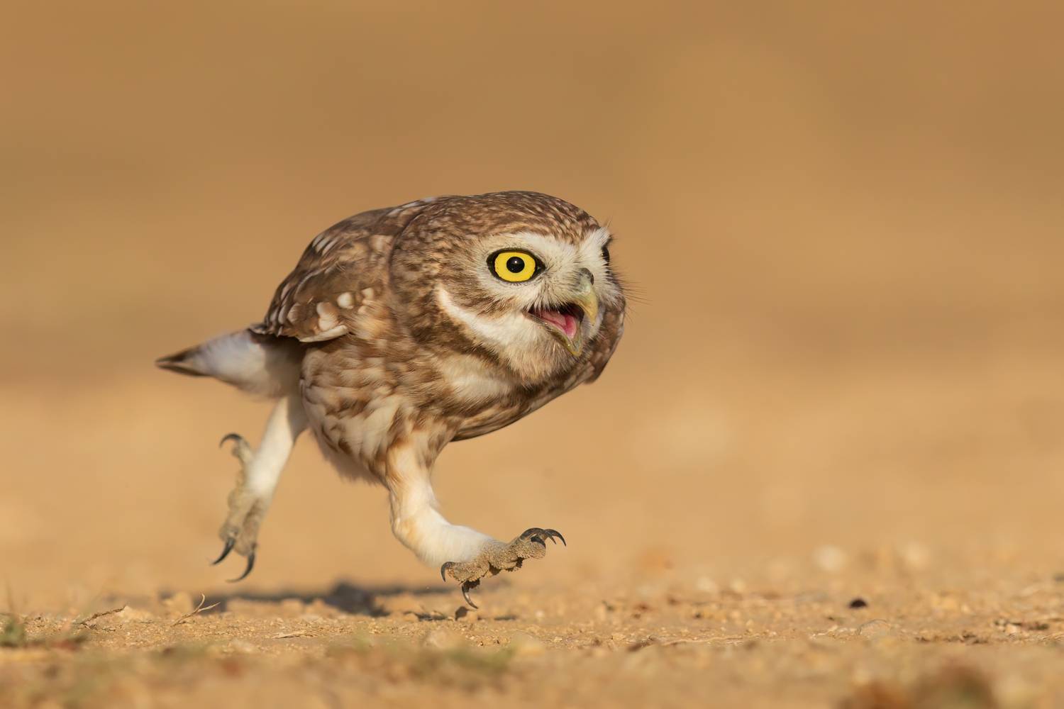 , Фруман Евгений