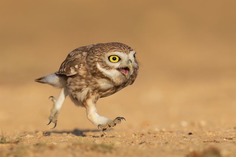 Дорогу осилит идущий фото превью