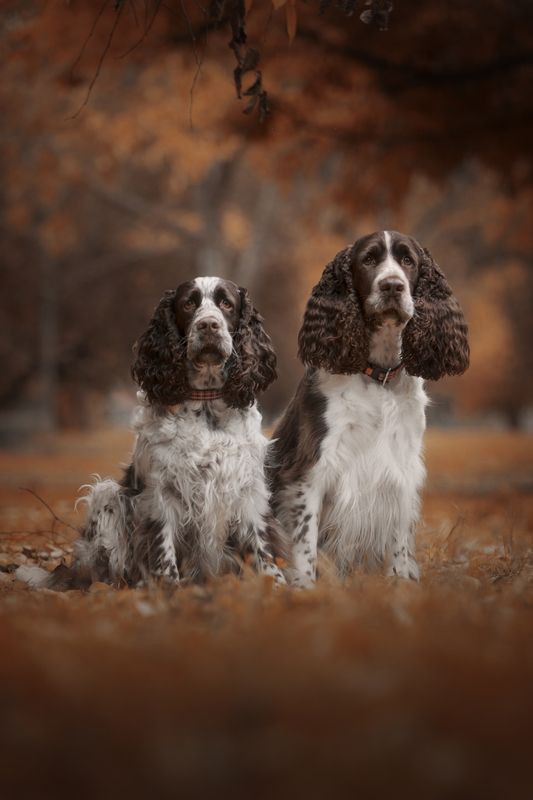 springer,spaniel,inglês,dogs,pets,motion,autum,flowers,natural,light,photography,park,florest,animal,jump,pose,portrait,grooming Manon & Puccini фото превью
