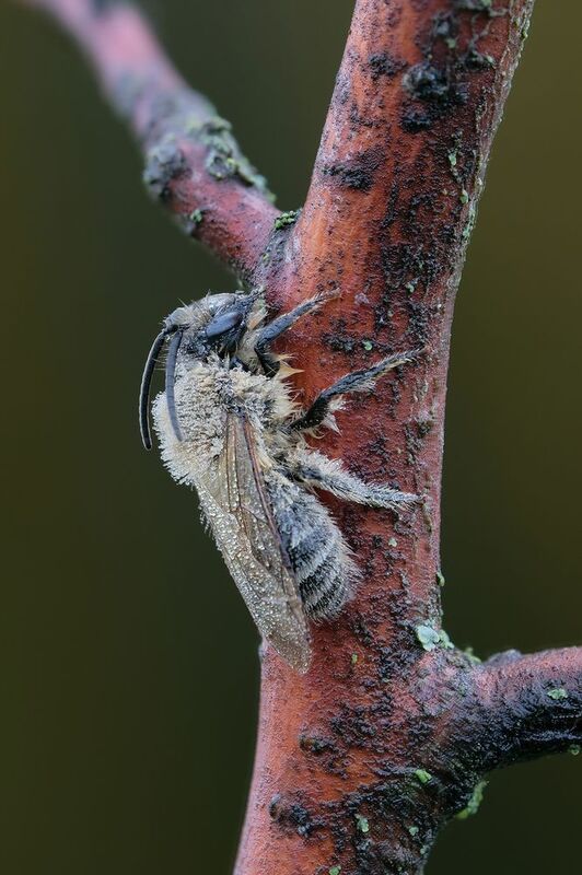 Андрена-магна (лат. Andrena magna) фото превью