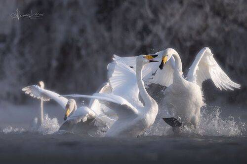 Эмоции на озере Светлом