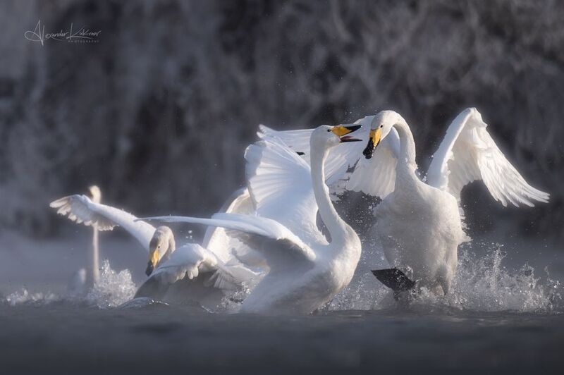 лебеди,алтай Эмоции на озере Светлом фото превью
