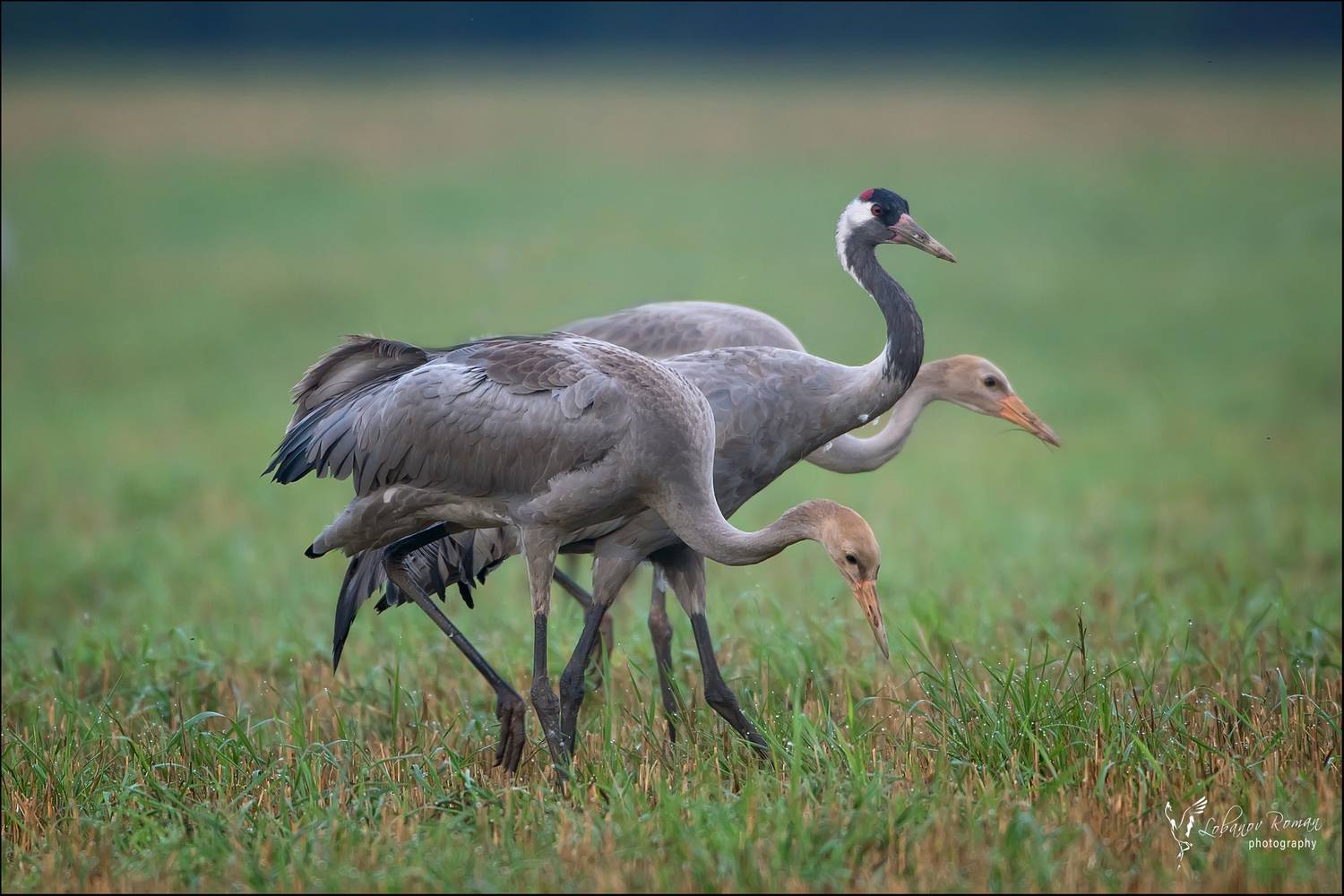 , Лобанов Роман