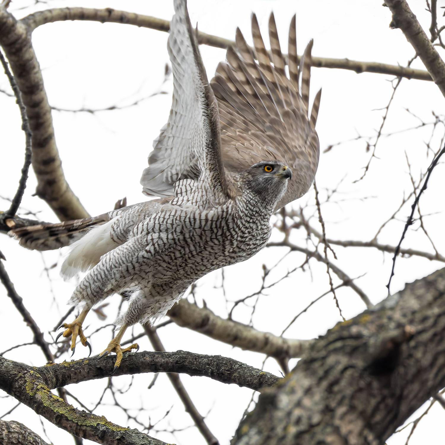 тетеревятник, Руслан Pl