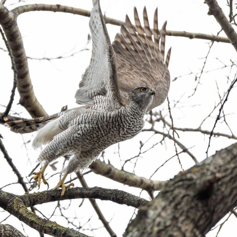тетеревятник Тетеревятник фото превью