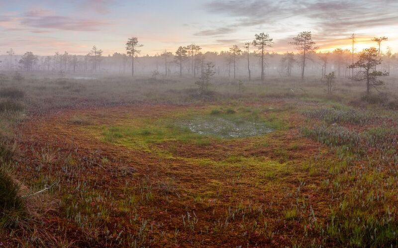 Глаз болот фото превью