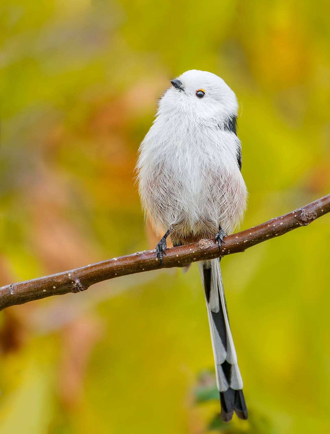 , Фото Александр