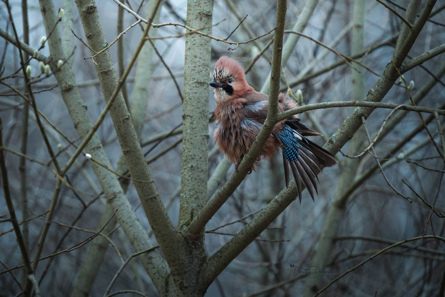 природа, лес, поля, огороды, животные, птицы, макро, Дмитрий Посевич