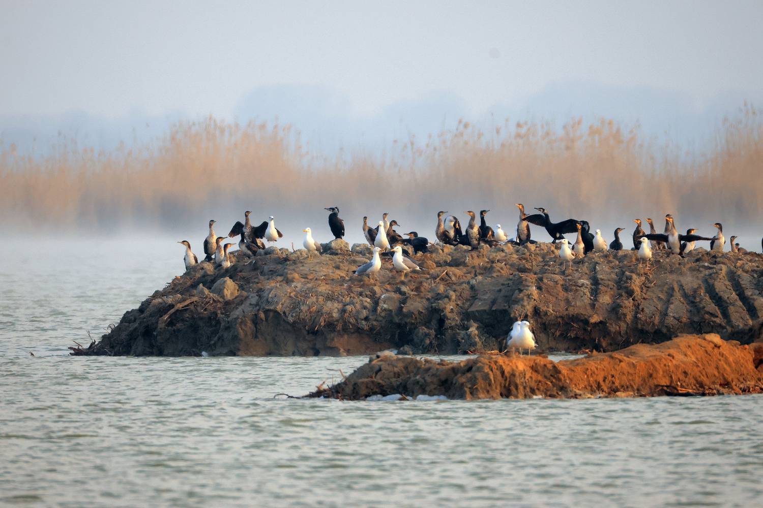 птицы,бакланы,чайки,аджи папас,дагестан,, Magov Marat