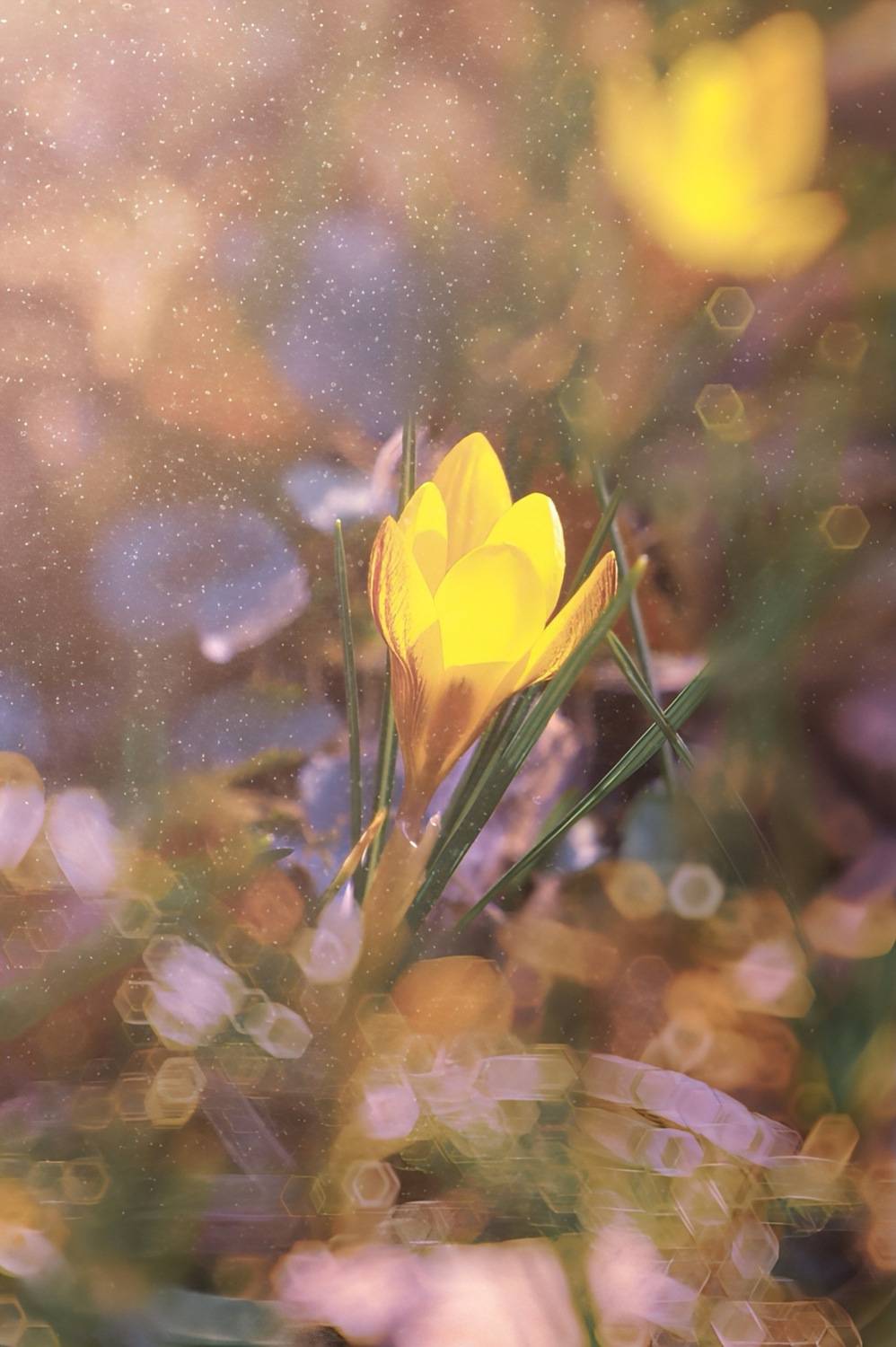 макро, macro, цветы, flower, весна, spring,крокус, Julia Kaissa