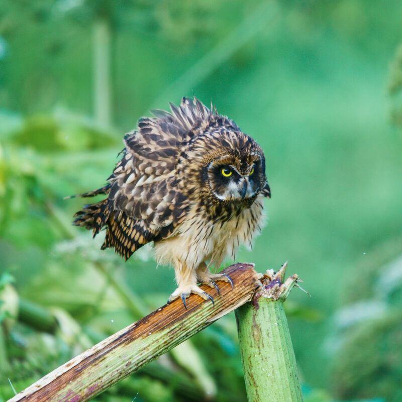 болотная сова пушистик фото превью