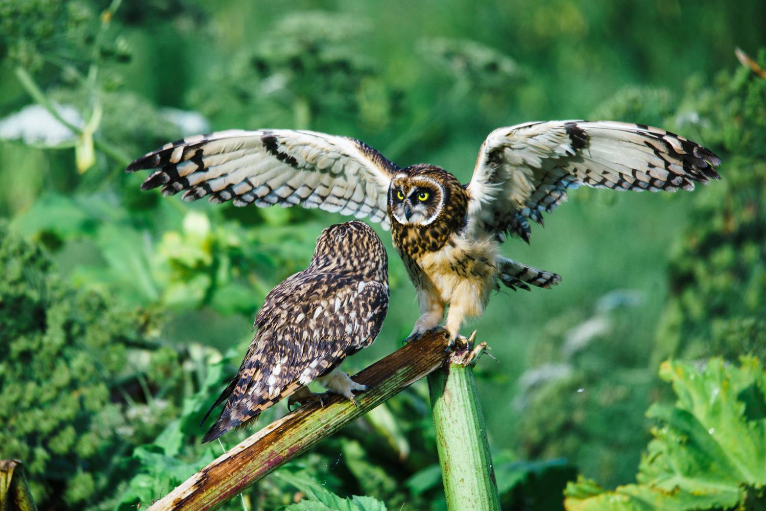 болотная сова, Велин Александр