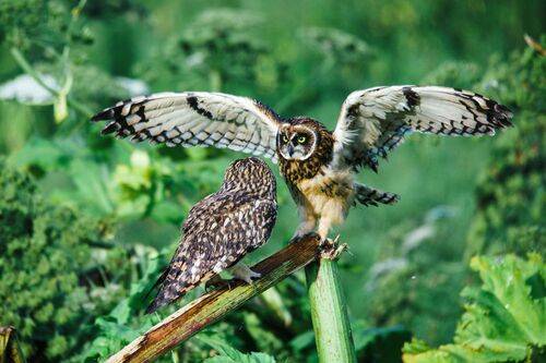 Стой кто идет