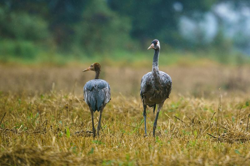 шиворот на выворот фото превью