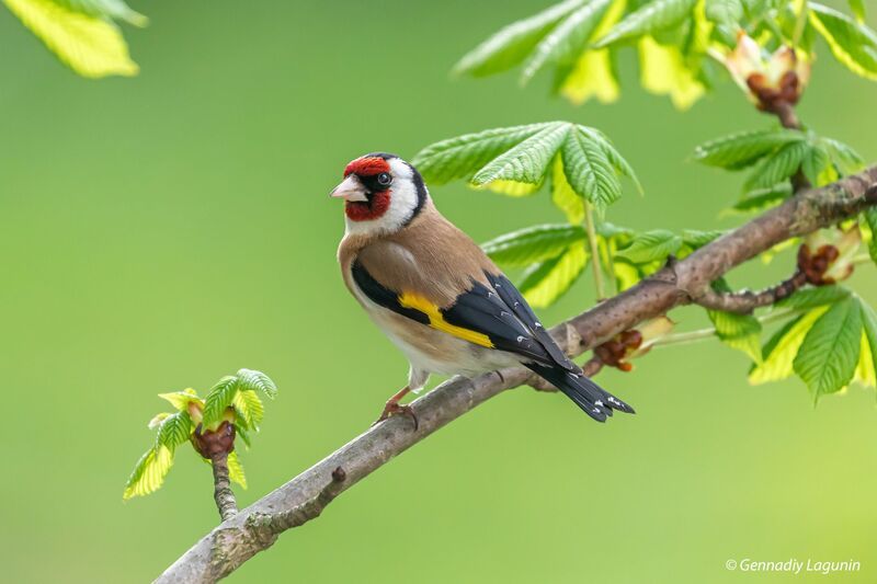 щегол, carduelis, goldfinch Щегол фото превью