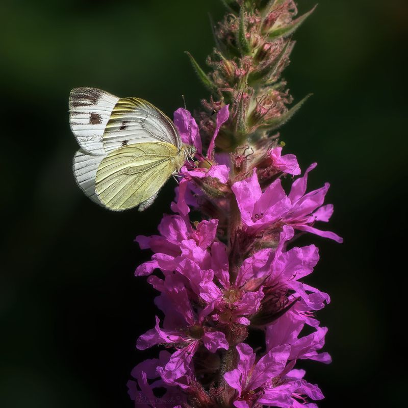 бабочка, макро  фото превью
