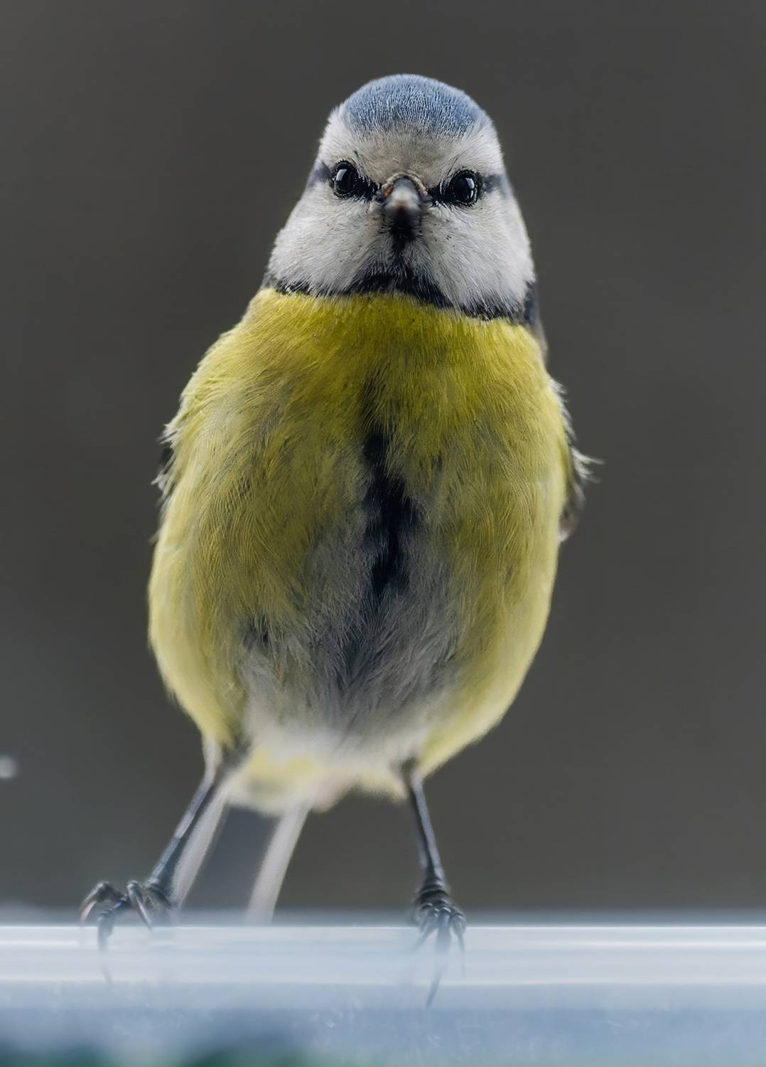 , Дэм Константин